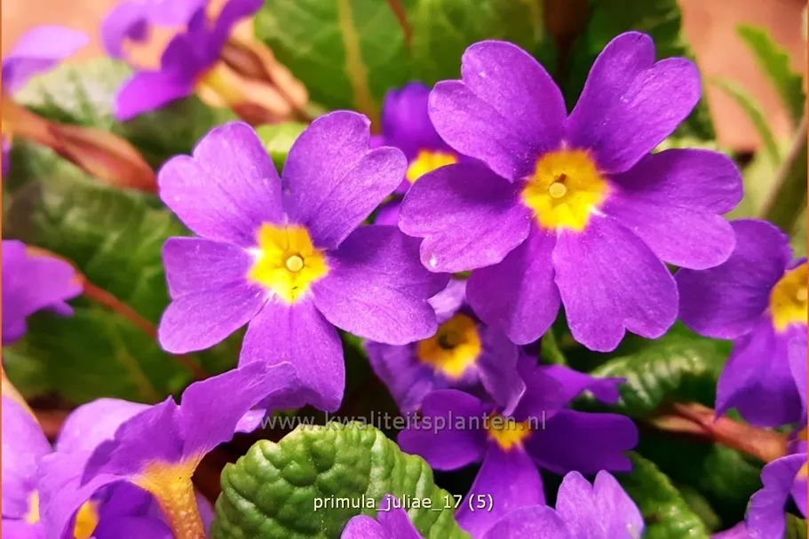 Primula juliae