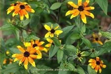 Rudbeckia triloba 'Prairie Glow'