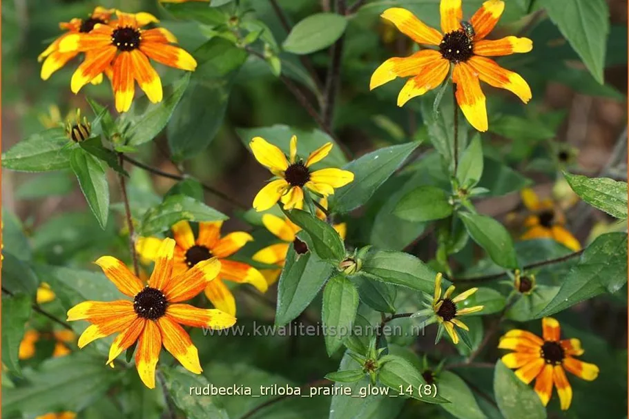 Rudbeckia triloba 'Prairie Glow'