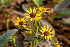 Rudbeckia fulgida var. sullivantii 'Little Goldstar'