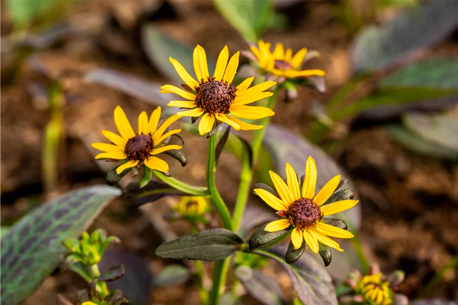Rudbeckia fulgida var. sullivantii 'Little Goldstar'