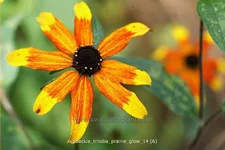 Rudbeckia triloba 'Prairie Glow'