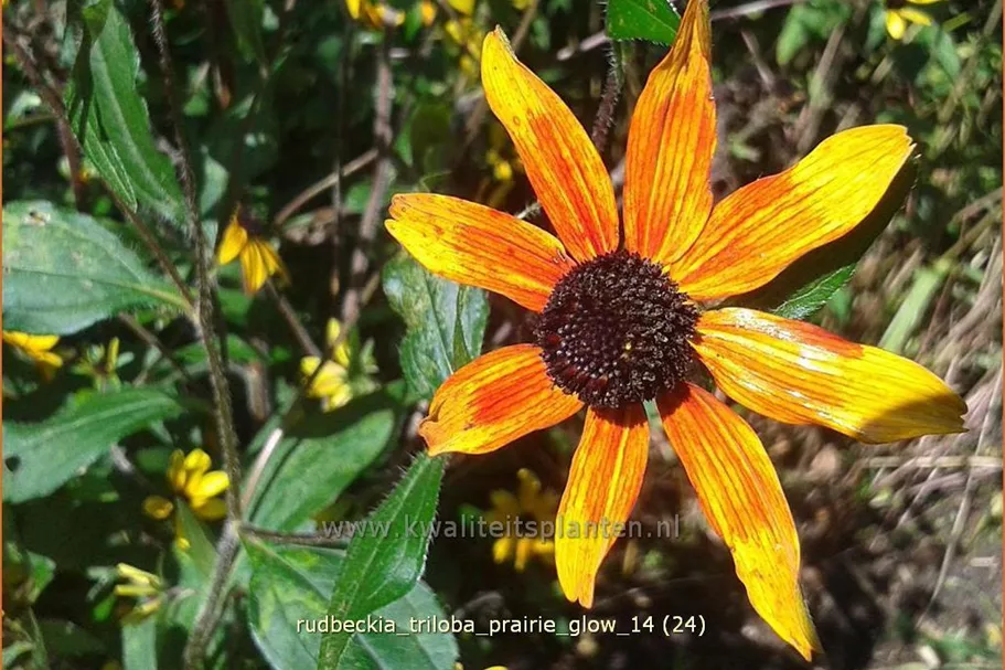 Rudbeckia triloba 'Prairie Glow'