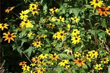 Rudbeckia triloba 'Prairie Glow'