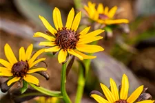 Rudbeckia fulgida var. sullivantii 'Little Goldstar'