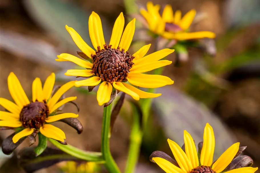 Rudbeckia fulgida var. sullivantii 'Little Goldstar'