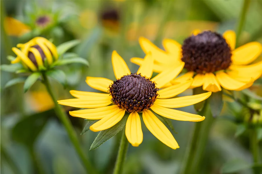 Rudbeckia fulgida var. sullivantii 'Little Goldstar'