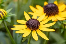 Rudbeckia fulgida var. sullivantii 'Little Goldstar'