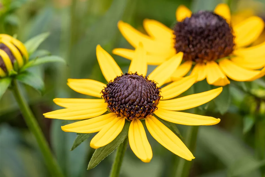 Rudbeckia fulgida var. sullivantii 'Little Goldstar'
