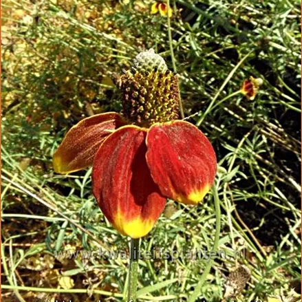 Ratibida columnifera var. pulcherrima