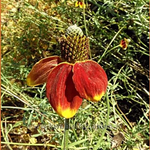 Ratibida columnifera var. pulcherrima