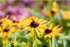 Rudbeckia fulgida var. sullivantii 'Little Goldstar'