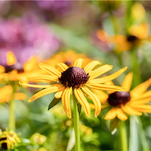 Rudbeckia fulgida var. sullivantii 'Little Goldstar'
