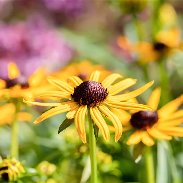 Rudbeckia fulgida var. sullivantii 'Little Goldstar'