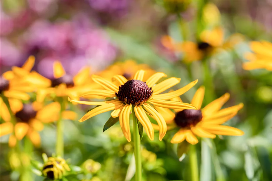 Rudbeckia fulgida var. sullivantii 'Little Goldstar'