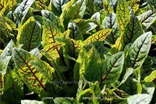 Rumex sanguineus var. sanguineus