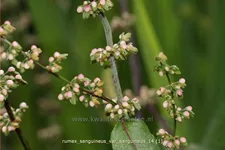 Rumex sanguineus var. sanguineus