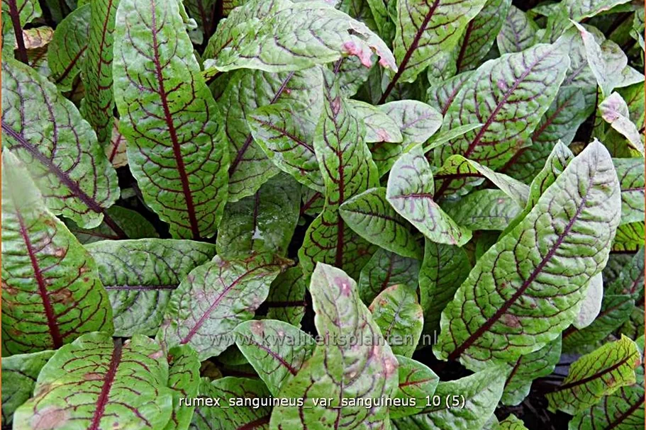 Rumex sanguineus var. sanguineus