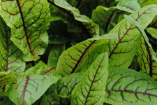 Rumex sanguineus var. sanguineus