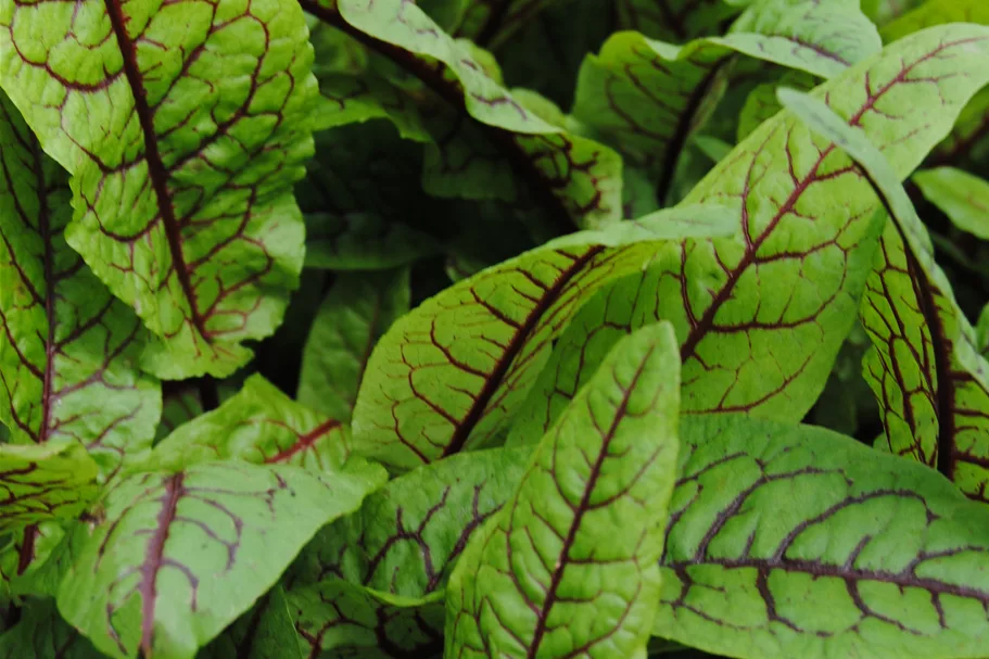 Rumex sanguineus var. sanguineus