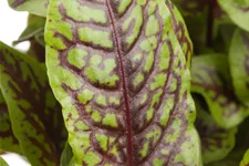 Rumex sanguineus var. sanguineus