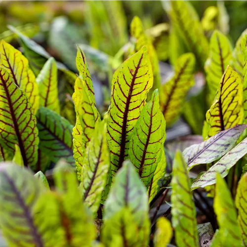 Rumex sanguineus var. sanguineus