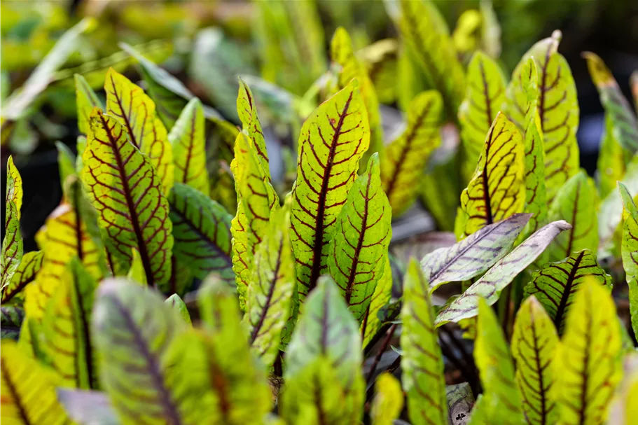 Rumex sanguineus var. sanguineus