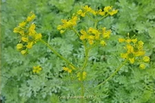 Ruta graveolens