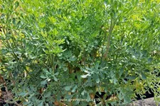 Ruta graveolens
