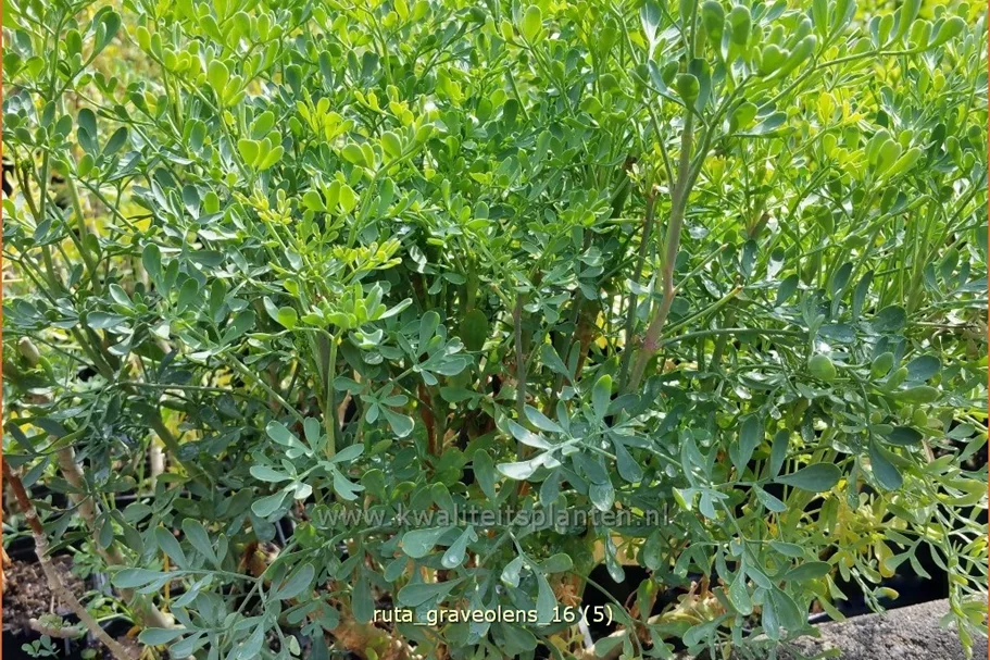 Ruta graveolens