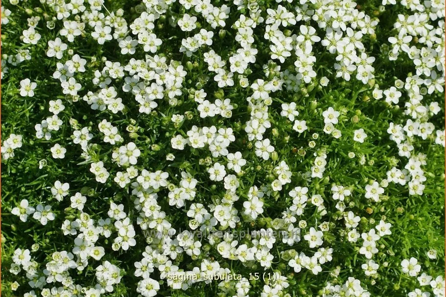 Sagina subulata