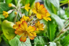 Primula vulgaris 'Oakleaf Yellow Picotee'