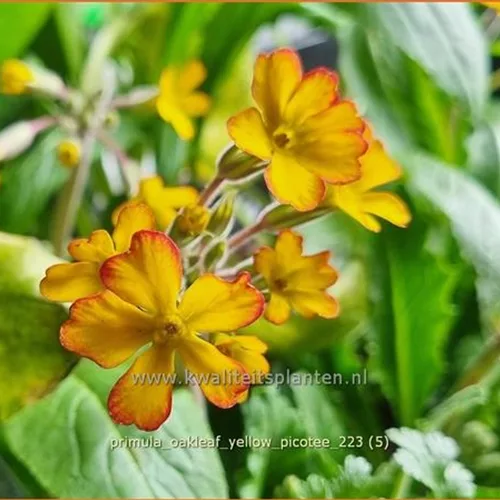 Primula vulgaris 'Oakleaf Yellow Picotee'