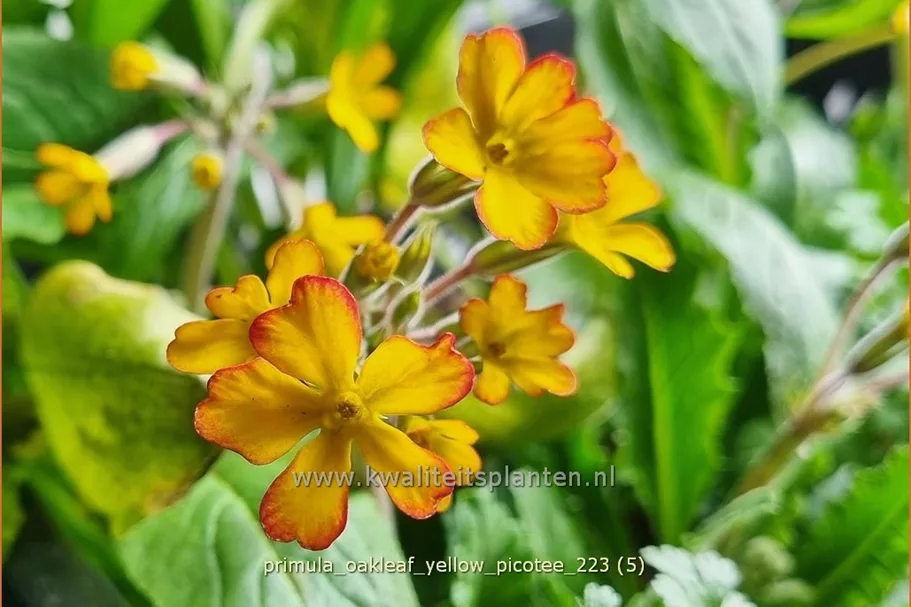 Primula vulgaris 'Oakleaf Yellow Picotee'