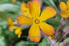 Primula vulgaris 'Oakleaf Yellow Picotee'