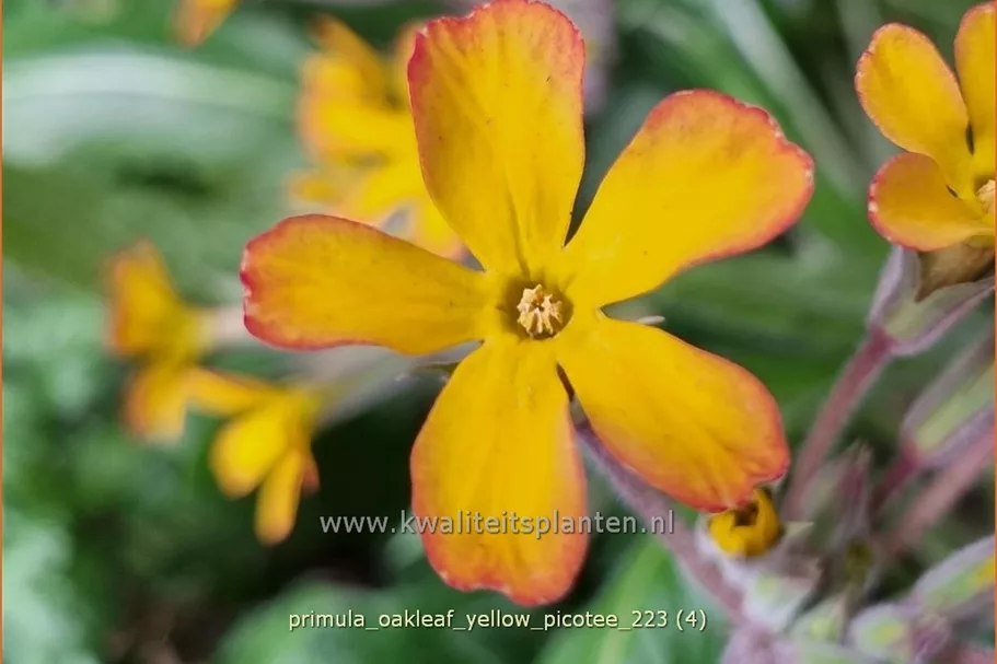 Primula vulgaris 'Oakleaf Yellow Picotee'