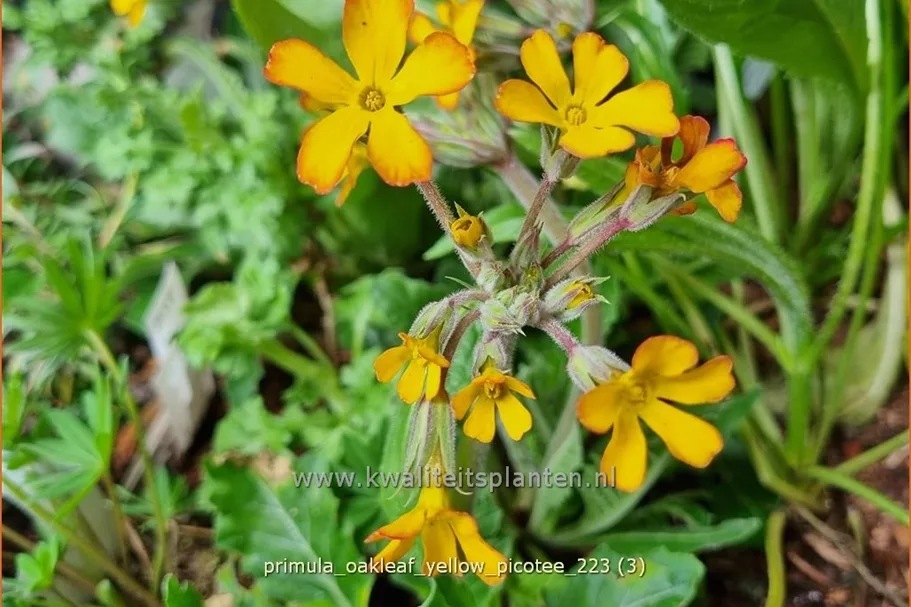 Primula vulgaris 'Oakleaf Yellow Picotee'