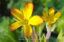 Primula vulgaris 'Oakleaf Yellow Picotee'