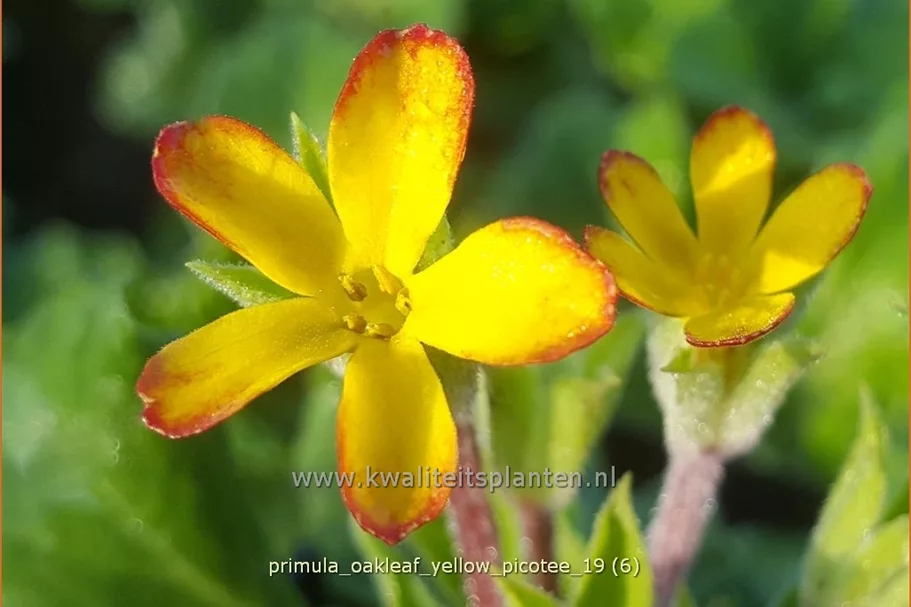 Primula vulgaris 'Oakleaf Yellow Picotee'