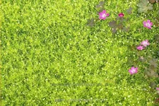 Sagina subulata 'Aurea'