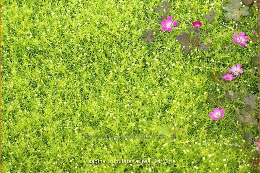 Sagina subulata 'Aurea'