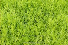 Sagina subulata 'Aurea'