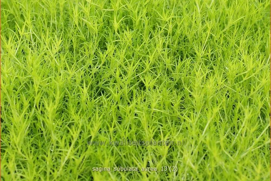 Sagina subulata 'Aurea'