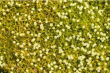 Sagina subulata 'Aurea'