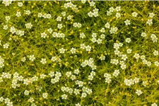 Sagina subulata 'Aurea'