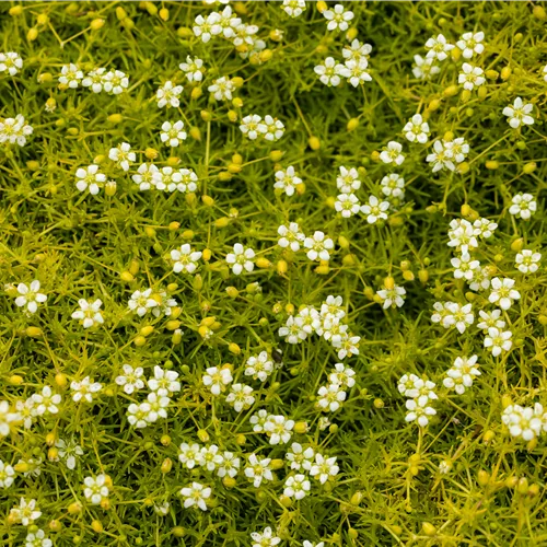 Sagina subulata 'Aurea'