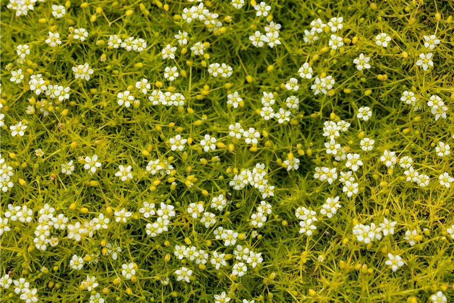 Sagina subulata 'Aurea'