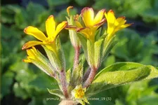 Primula vulgaris 'Oakleaf Yellow Picotee'