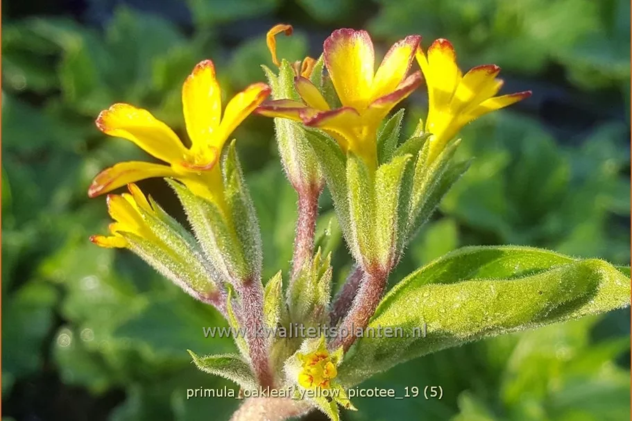 Primula vulgaris 'Oakleaf Yellow Picotee'