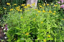 Rudbeckia fulgida var. deamii